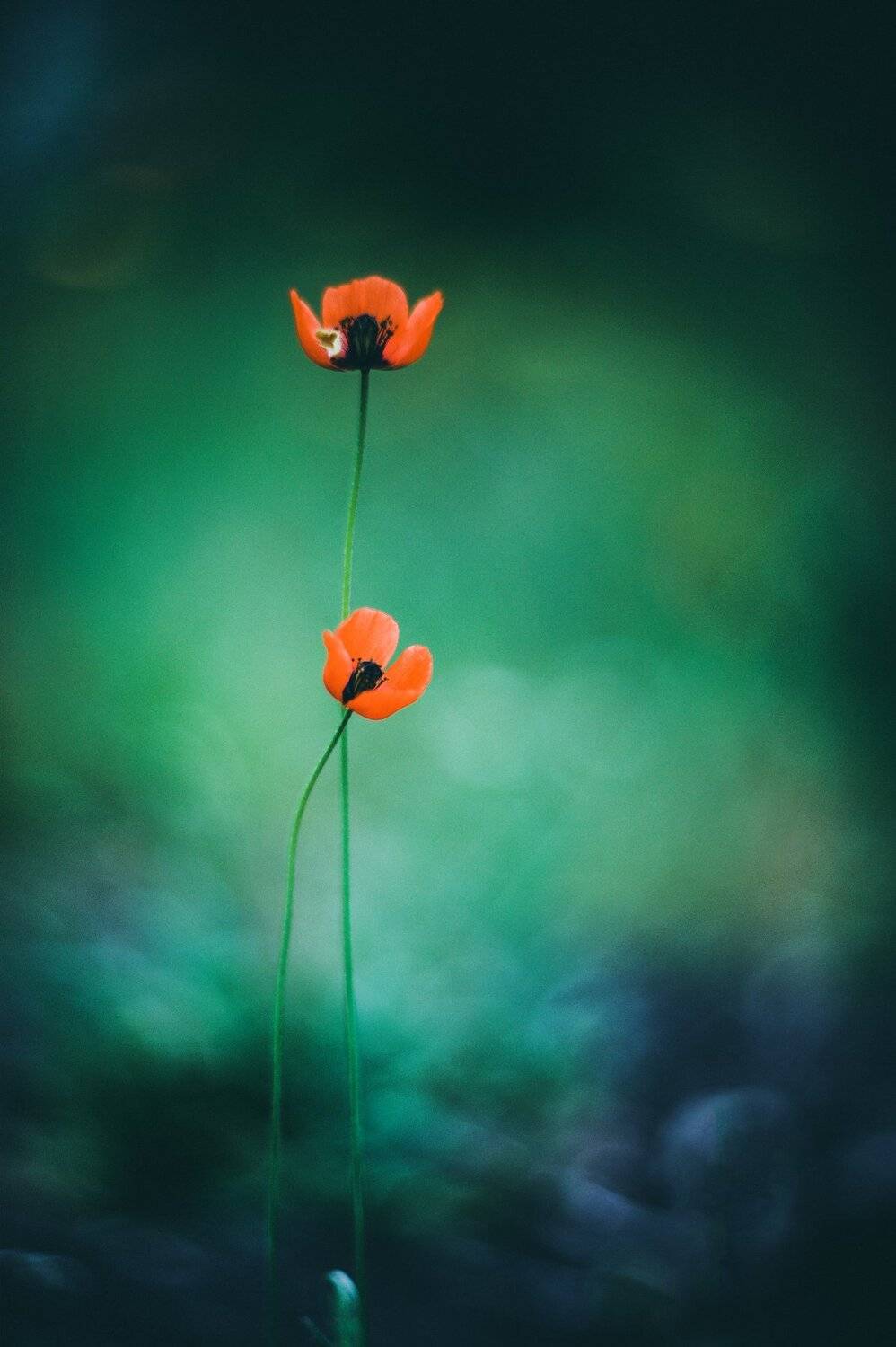 , Татьяна Аверина