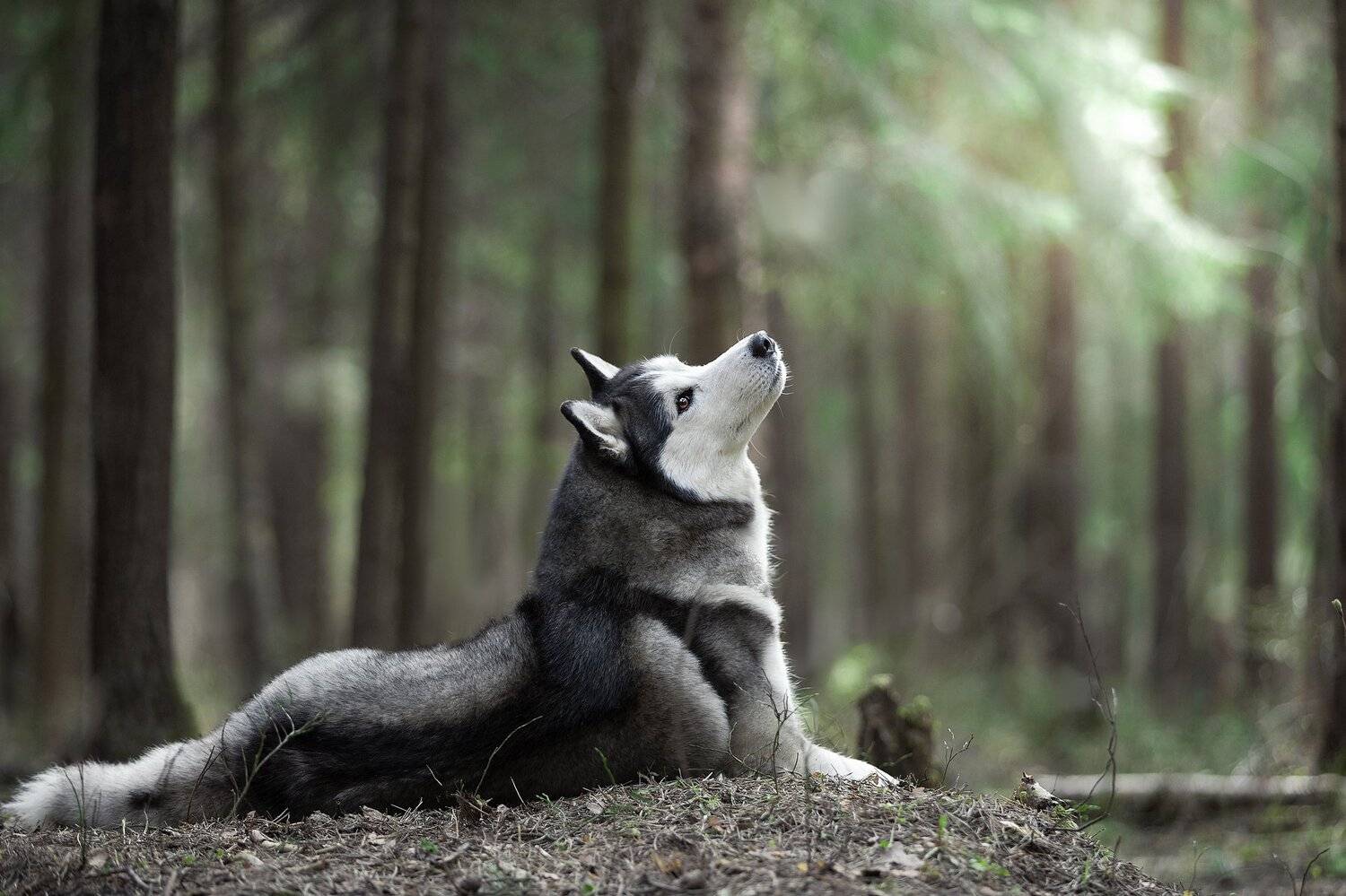 собюака, хаски, лес, солнце, Светлана Писарева