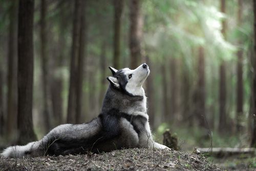 Балдеет на солнышке...