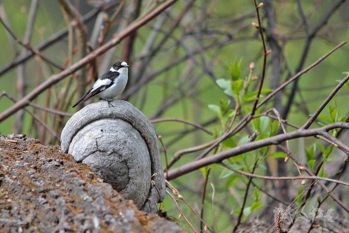 , Шангареев Марс