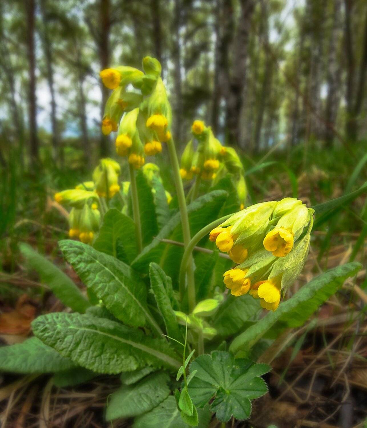 , Николай Андреев