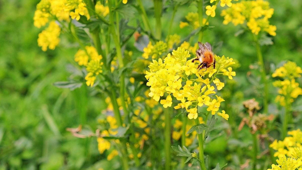 макро, цветы, шмель, Александр Потапов