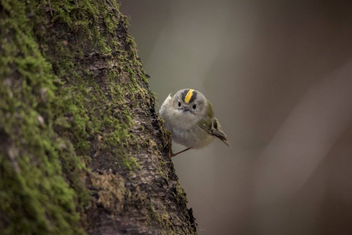 , Игорь Зубков