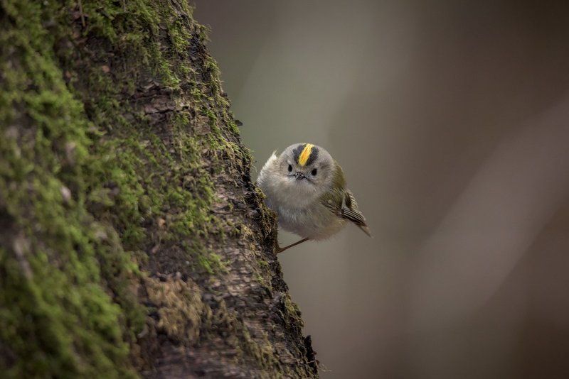 Королёк фото превью