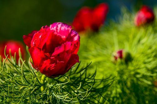 Дикие пионы...