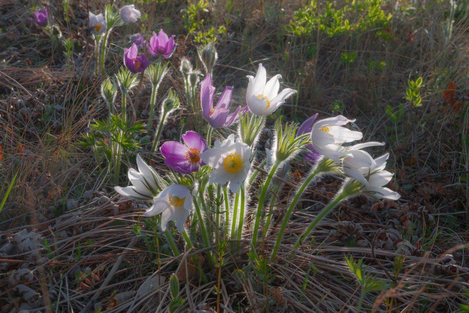 , Николай Морский