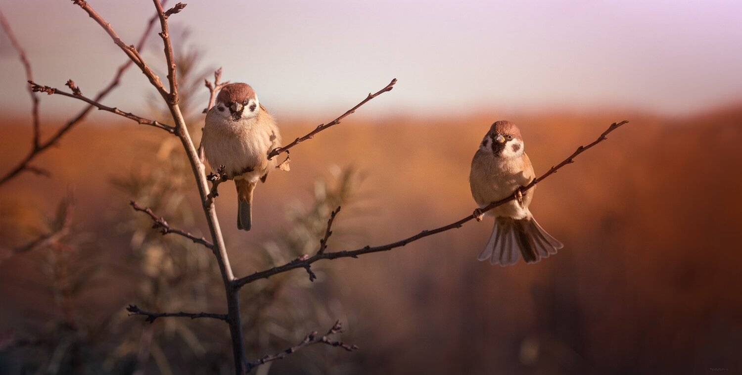 природа, лес, животные, птицы, Дмитрий Посевич