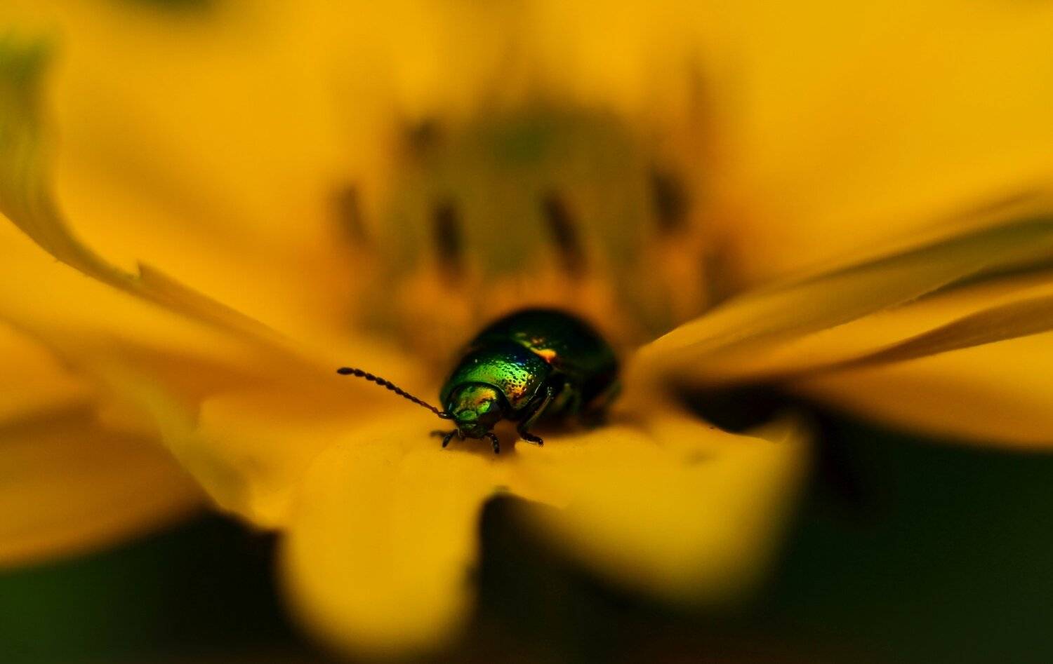 цветы, насекомые, Елена Шевченко