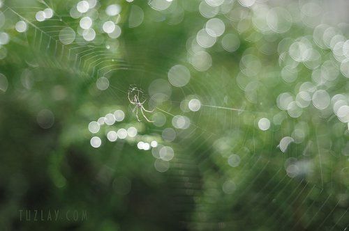 Купание в Bokeh