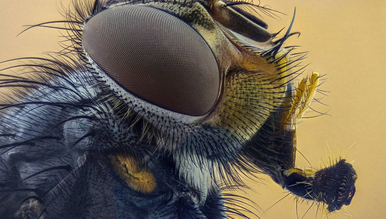 ceclii,macro,lgg4, extremmacro,  макро, Tsvetan Ganev