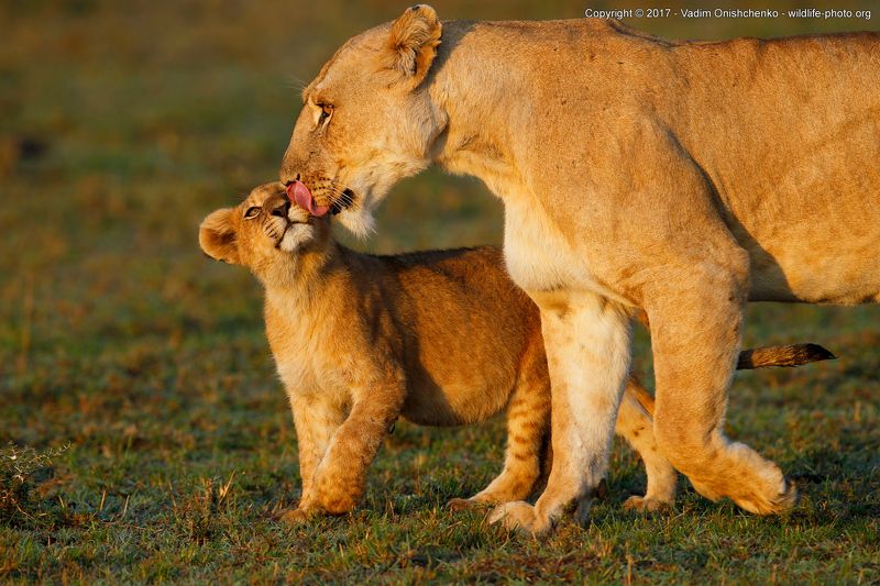 африка, кения, мастер-класс, фотосафари, дикие, животные, фотографировать Я люблю свою маму фото превью