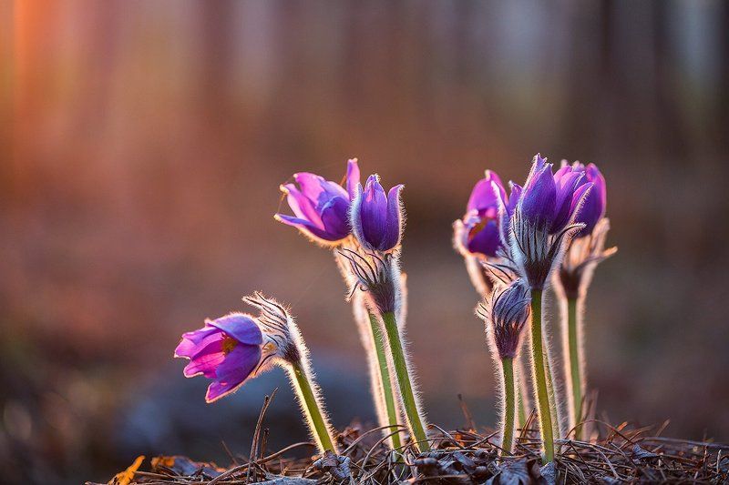 Про самсончики(сон-траву). фото превью
