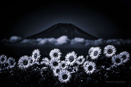 Sunflower, cloud and the mountain (Blue ink version)