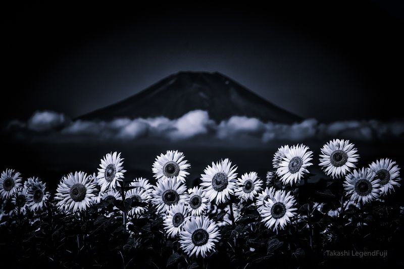 Sunflower, cloud and the mountain (Blue ink version)