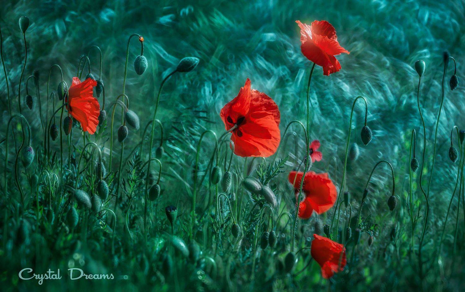 crystal dreams, macro, spring, color, art, nature, wild, meadow, poppies, Татьяна Крылова