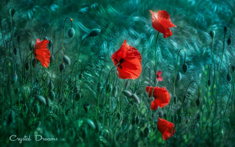 crystal dreams, macro, spring, color, art, nature, wild, meadow, poppies \
