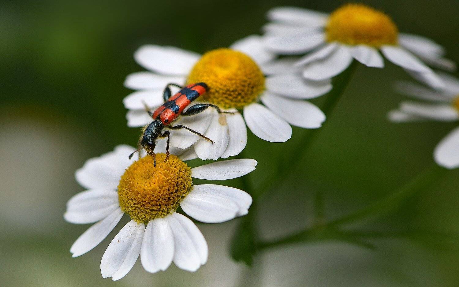 природа, макро, цветы, ромашка, насекомое, жук, пестряк пчелиный, Неля Рачкова