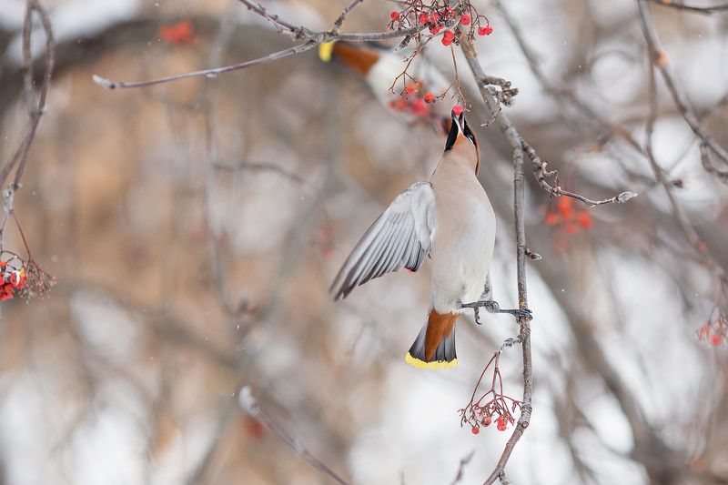 свиристель фото превью