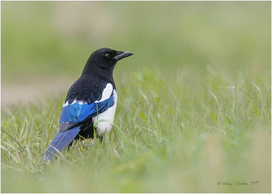 , Валерий Субачев