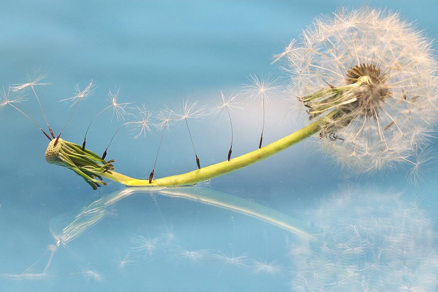 , Викулов Николай