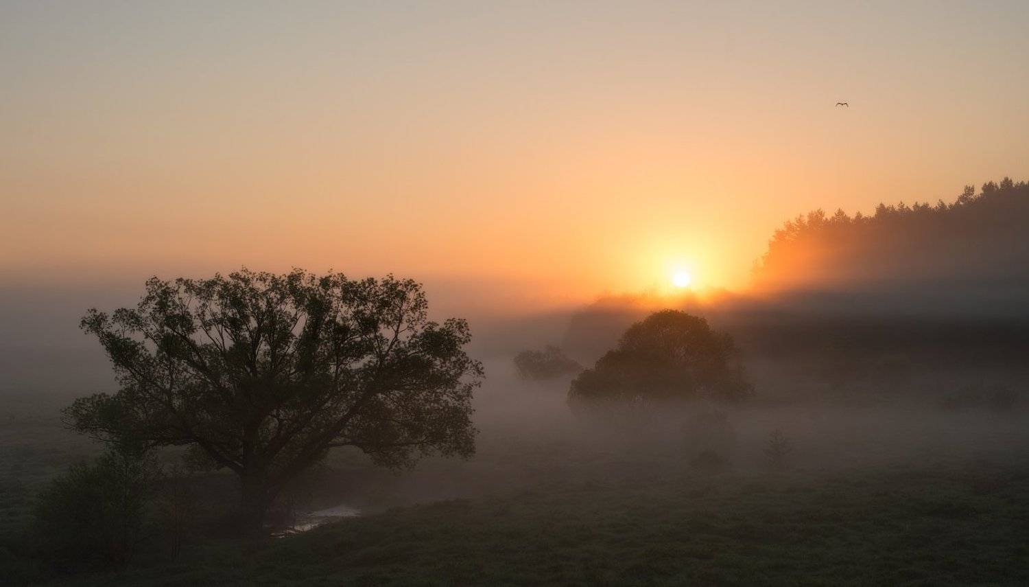 , Сергей Добровольский