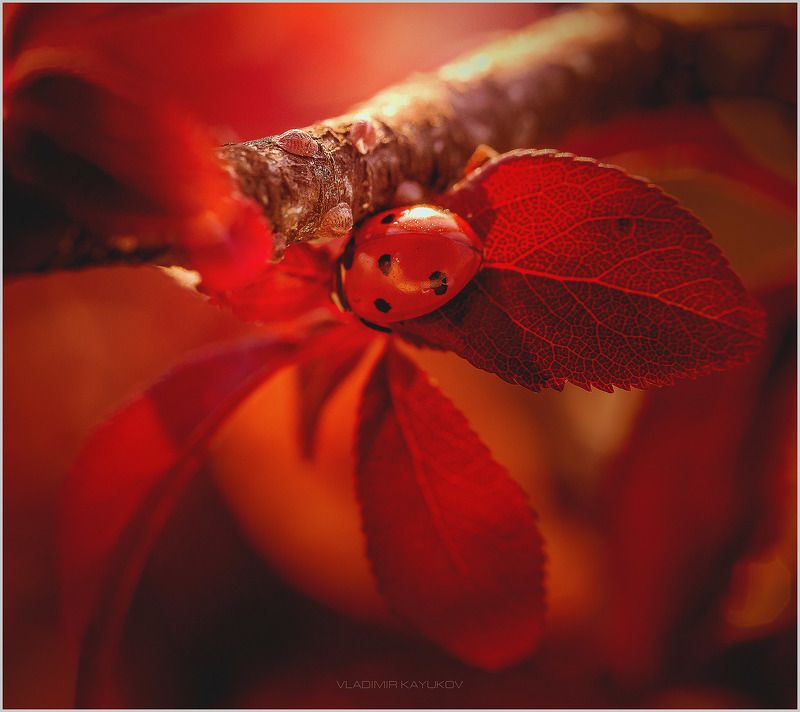 Игра в прятки с Ladybug на красном. Май 2017 фото превью