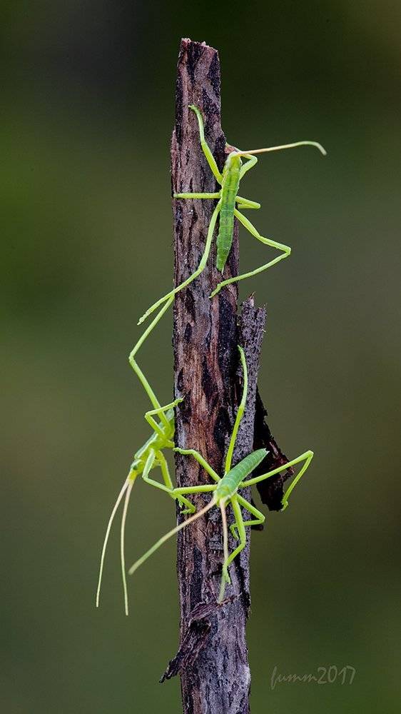 , Игорь ФУММ