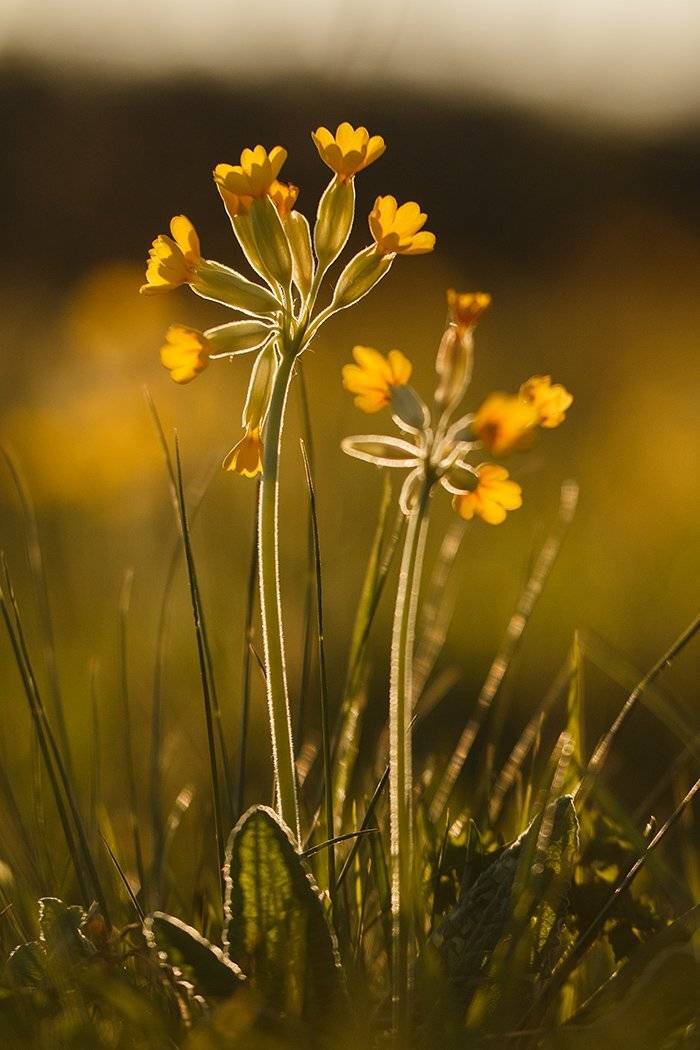 первоцвет, крупночашечный, -, лат., primula, macrocalyx, Илья Михеев