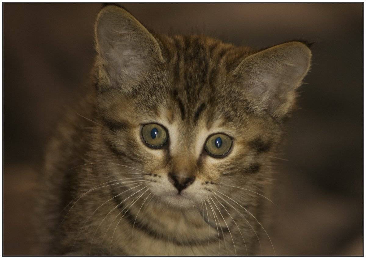 рыся, Марина Никулина