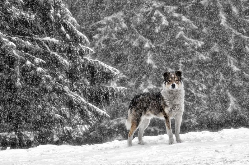 *** фото превью