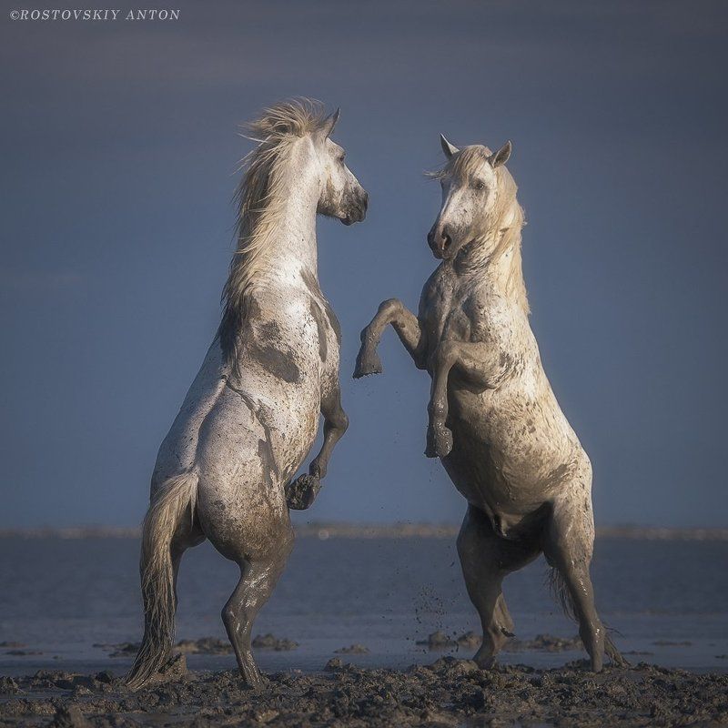 Камарг, фототур, Франция, жеребцы, кони, бой, противостояние Противостояние фото превью