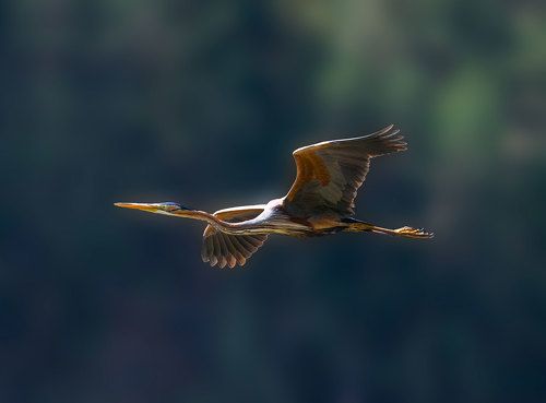 Рыжая цапля