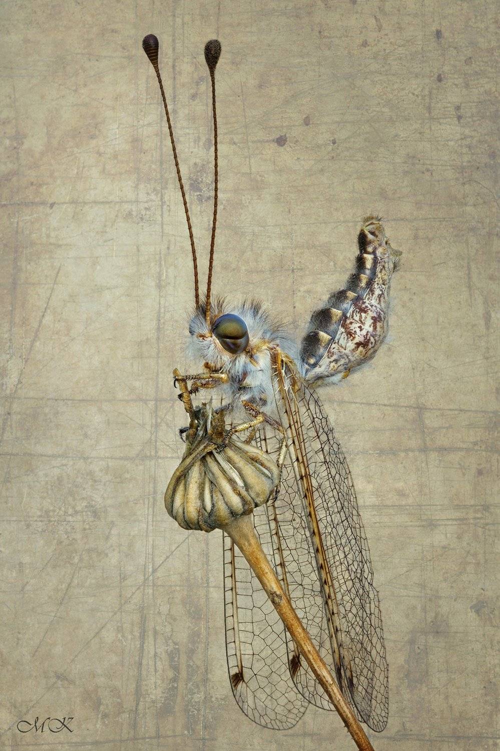 аскалаф, bubopsis andromache, Miron Karlinsky