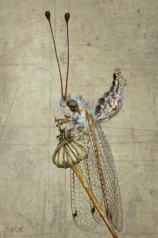 аскалаф, bubopsis andromache Мисс Элегантность фото превью