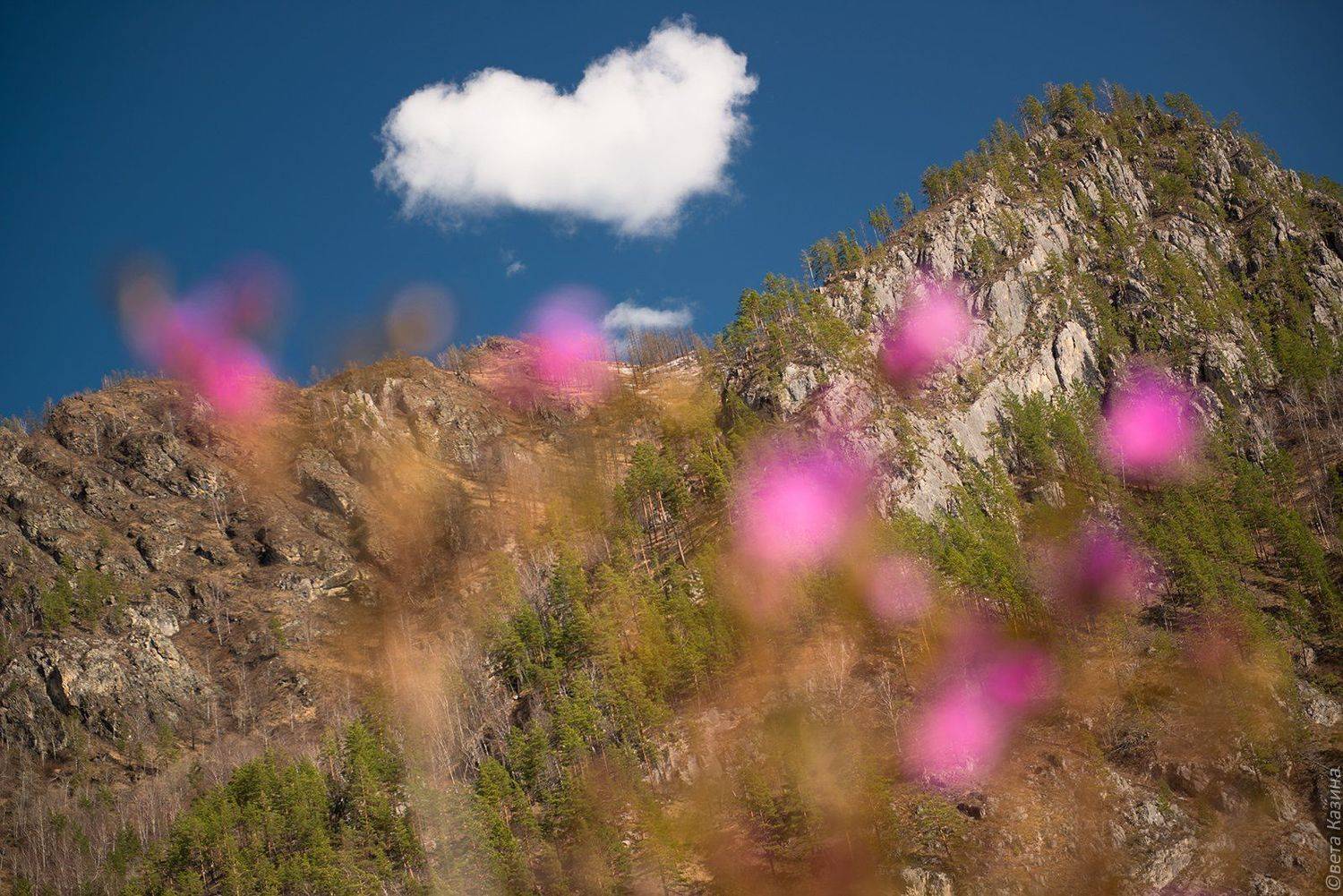 маральник, рододендрон, весна, май, алтай, горный алтай, сердце, счастье, Светлана Казина
