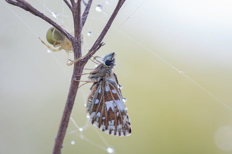 *** фото превью