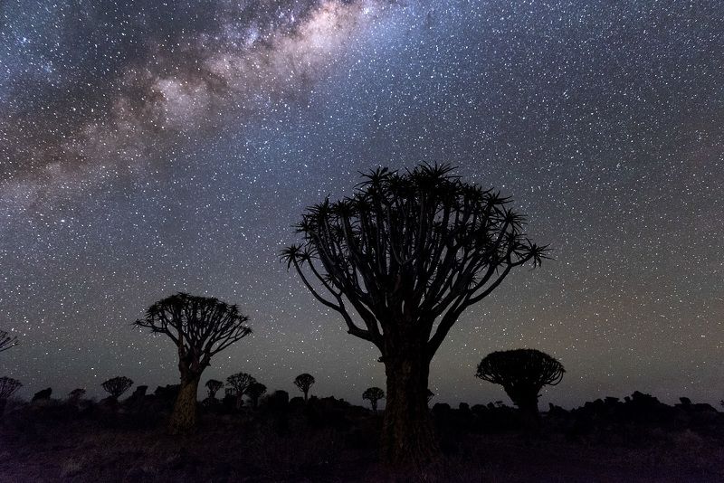 Quivertree Forest Park, Namibia, Nature, Star - Space, Night, Milky Way, Astronomy, Sky, Tree, Landscape, Galaxy, Space, Blue, Dark, Nebula, Scenics, Planet - Space, Africa, Black Color, Beauty In Nature, Science, Constellation, Outdoors Quivertree Forest Park фото превью