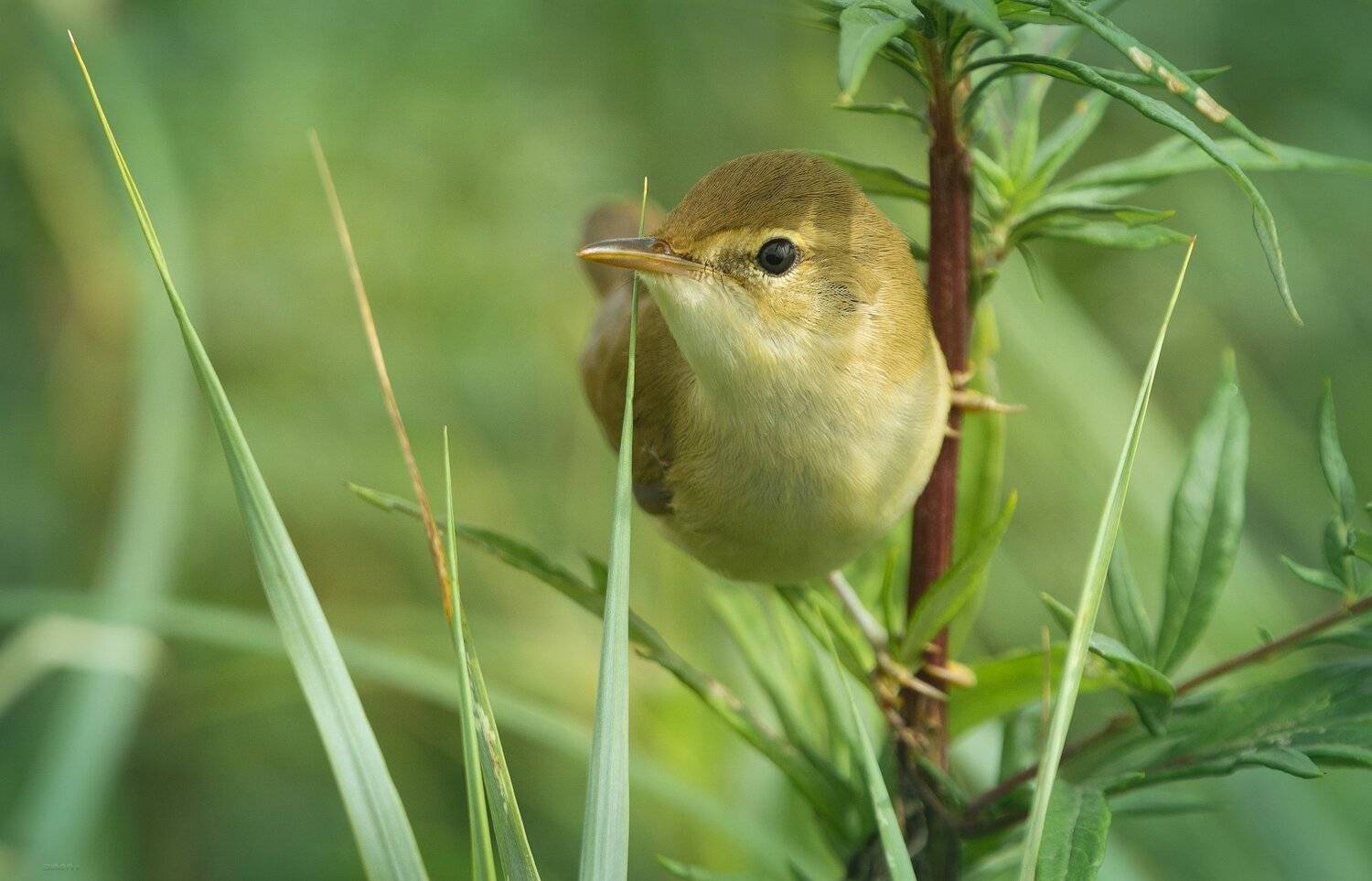 природа, лес, животные, птицы, Дмитрий Посевич