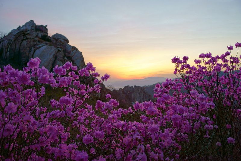 Azalea of the Dawn фото превью