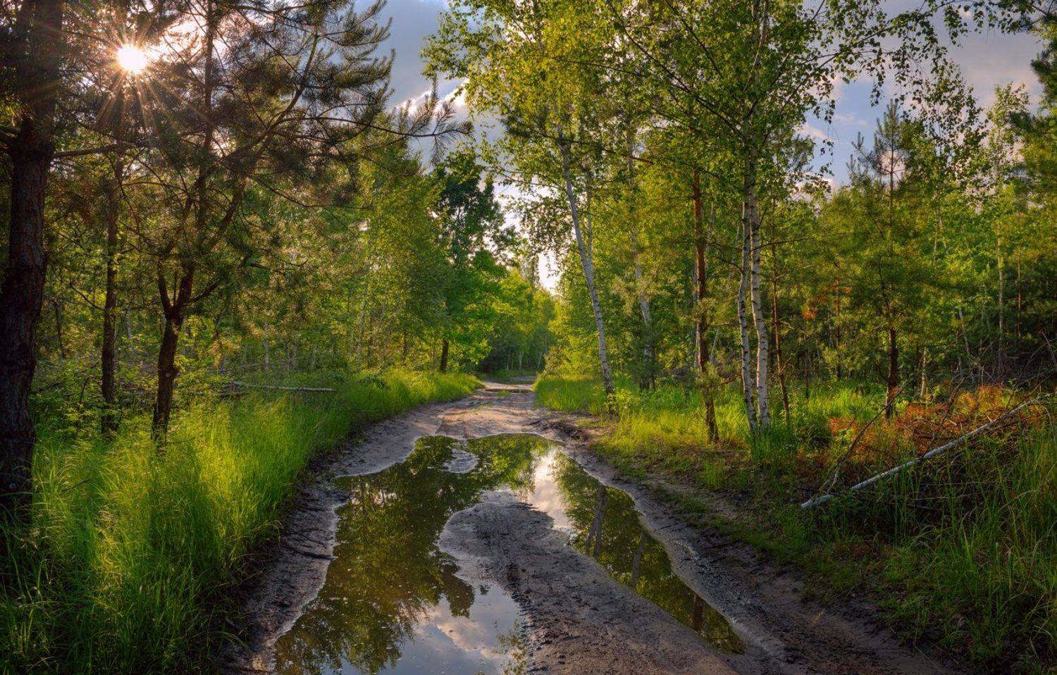 лес, весна, вечер, лужа, Галанзовская Оксана