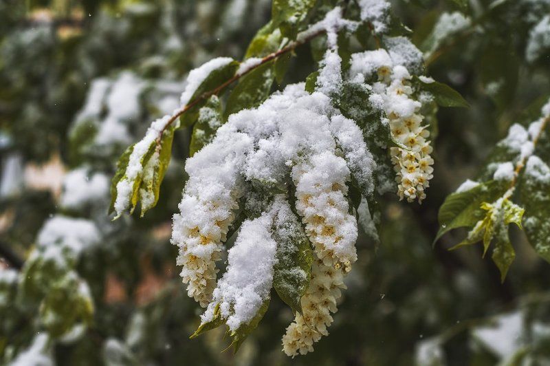 Про теплый майский снежок или у природы нет плохой погоды... фото превью