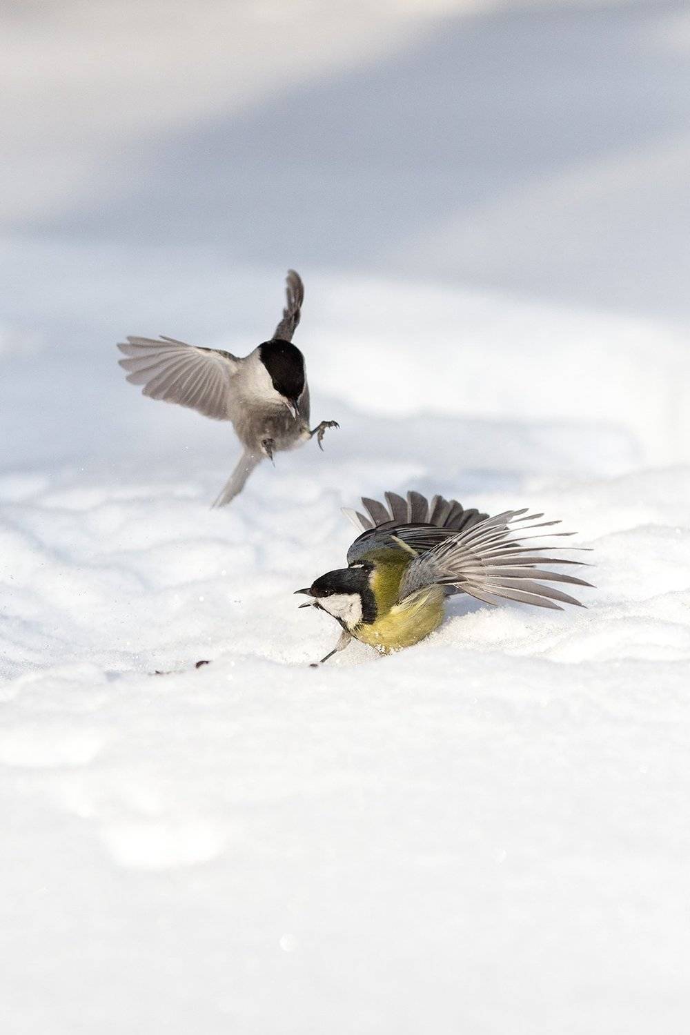 , Сосновских Вячеслав