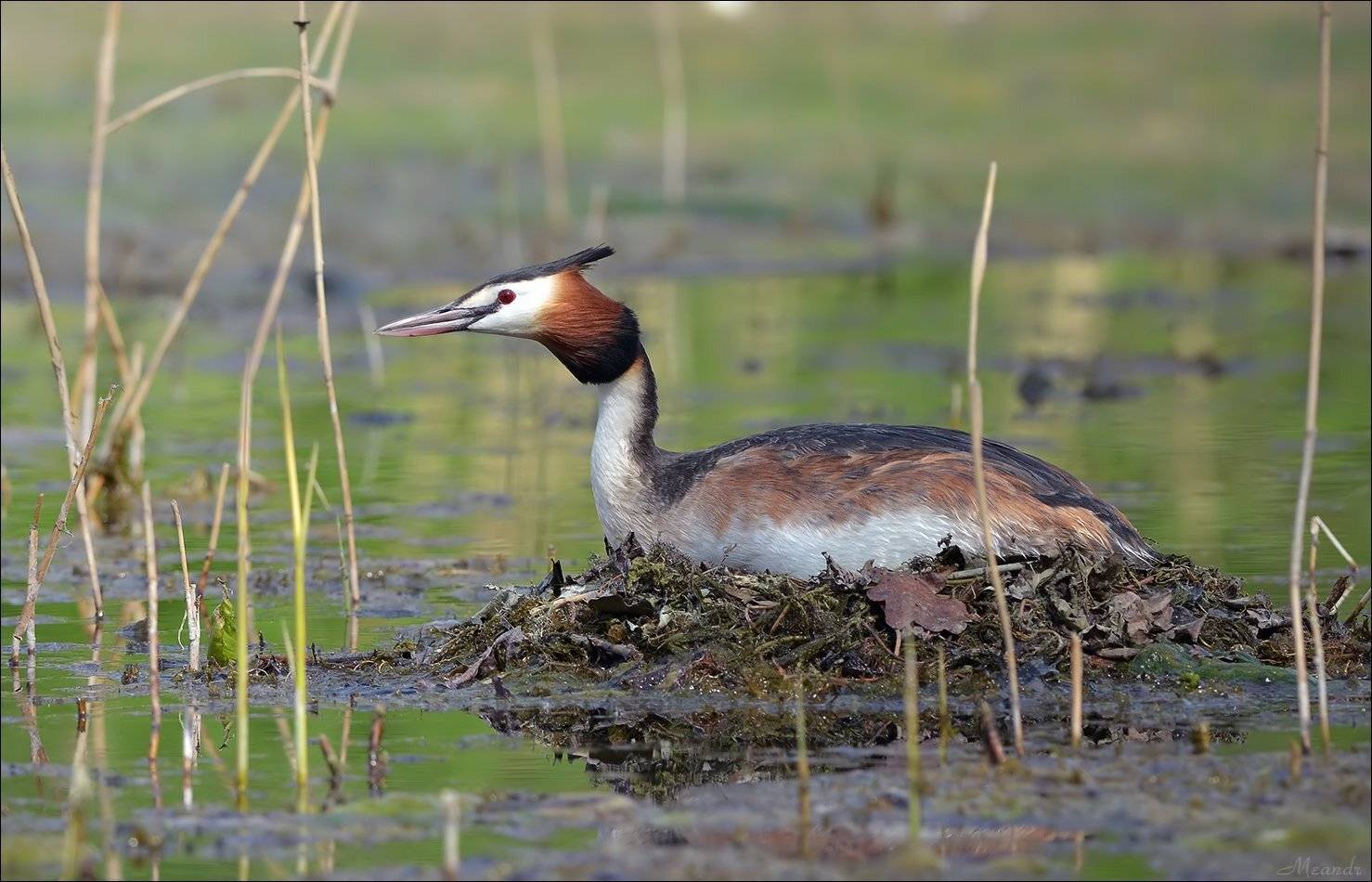 большая поганка, чомга, Андрей Медведев