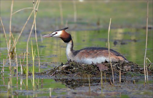 Чомга в гнезде...