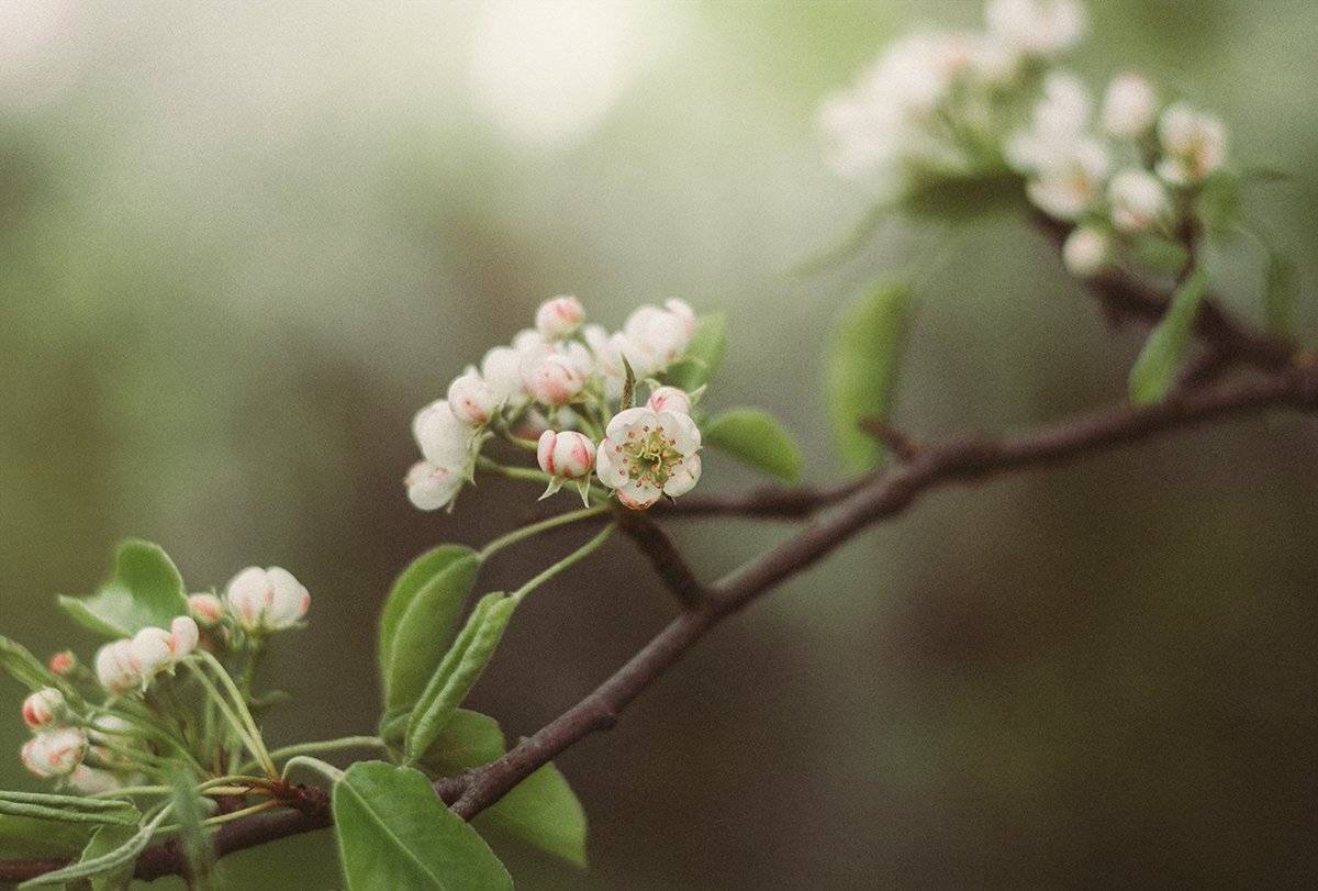 , Чернякова Анна