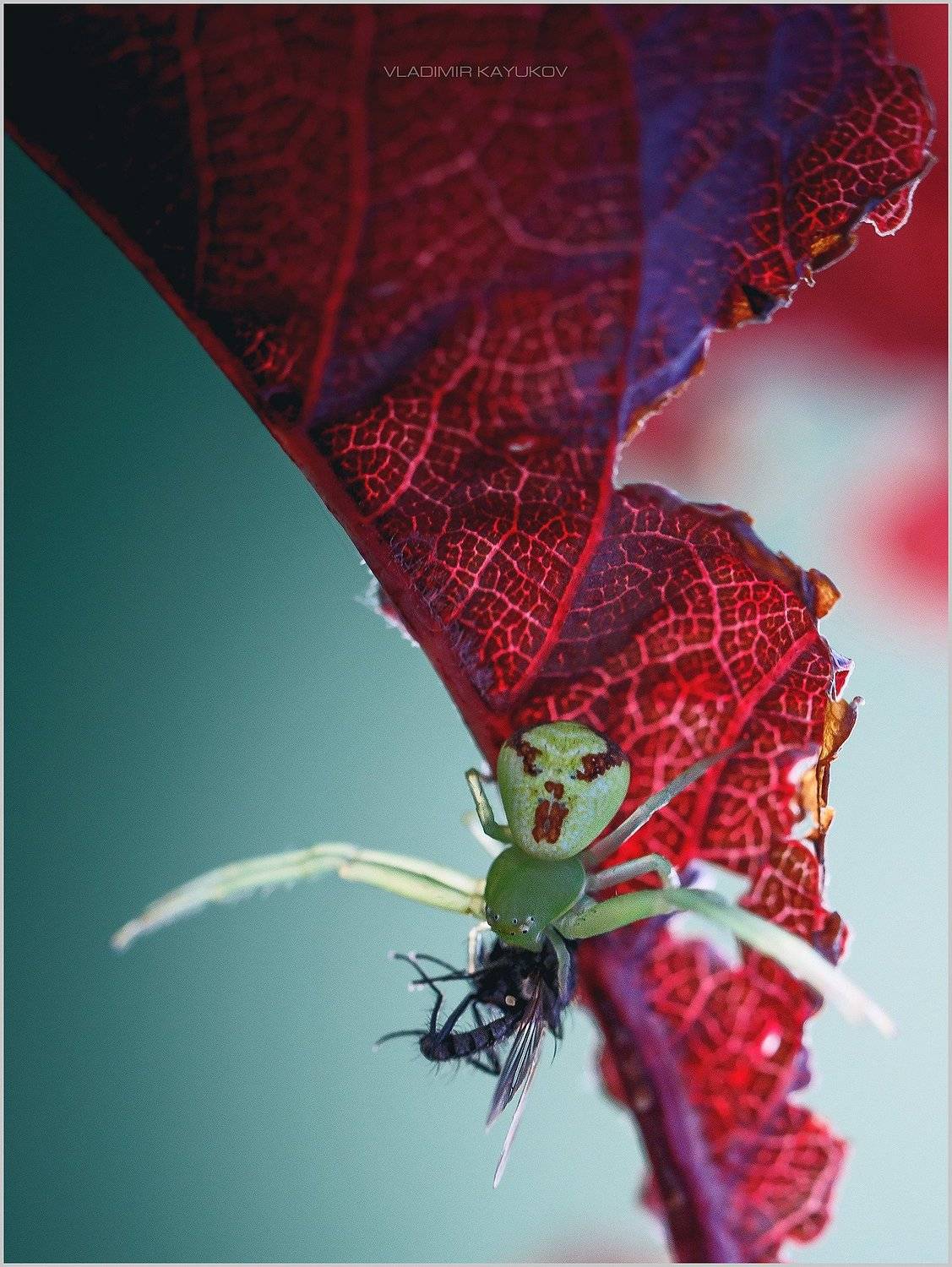 , Владимир Каюков