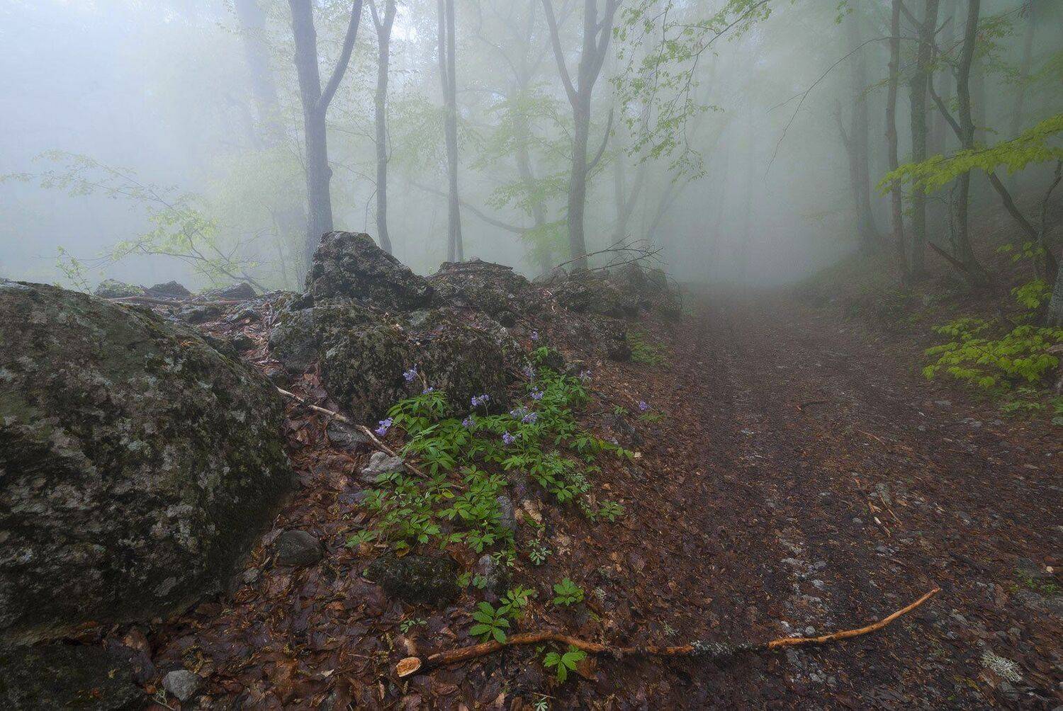 , Саша  Вайсберг / Waldschnepfe /