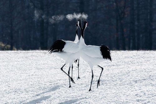 Морозная песня