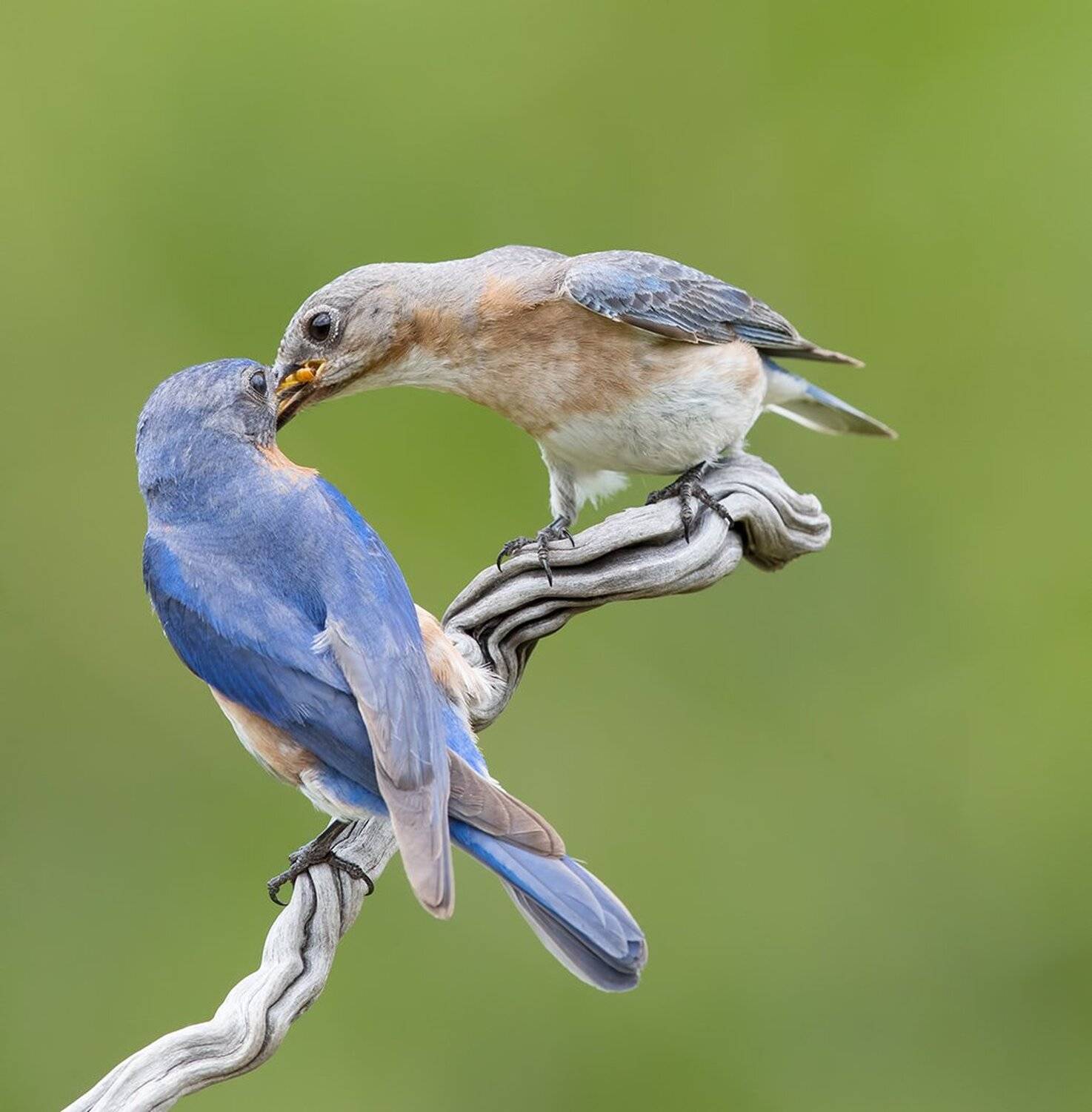 восточная сиалия, eastern bluebird, bluebird, Elizabeth Etkind