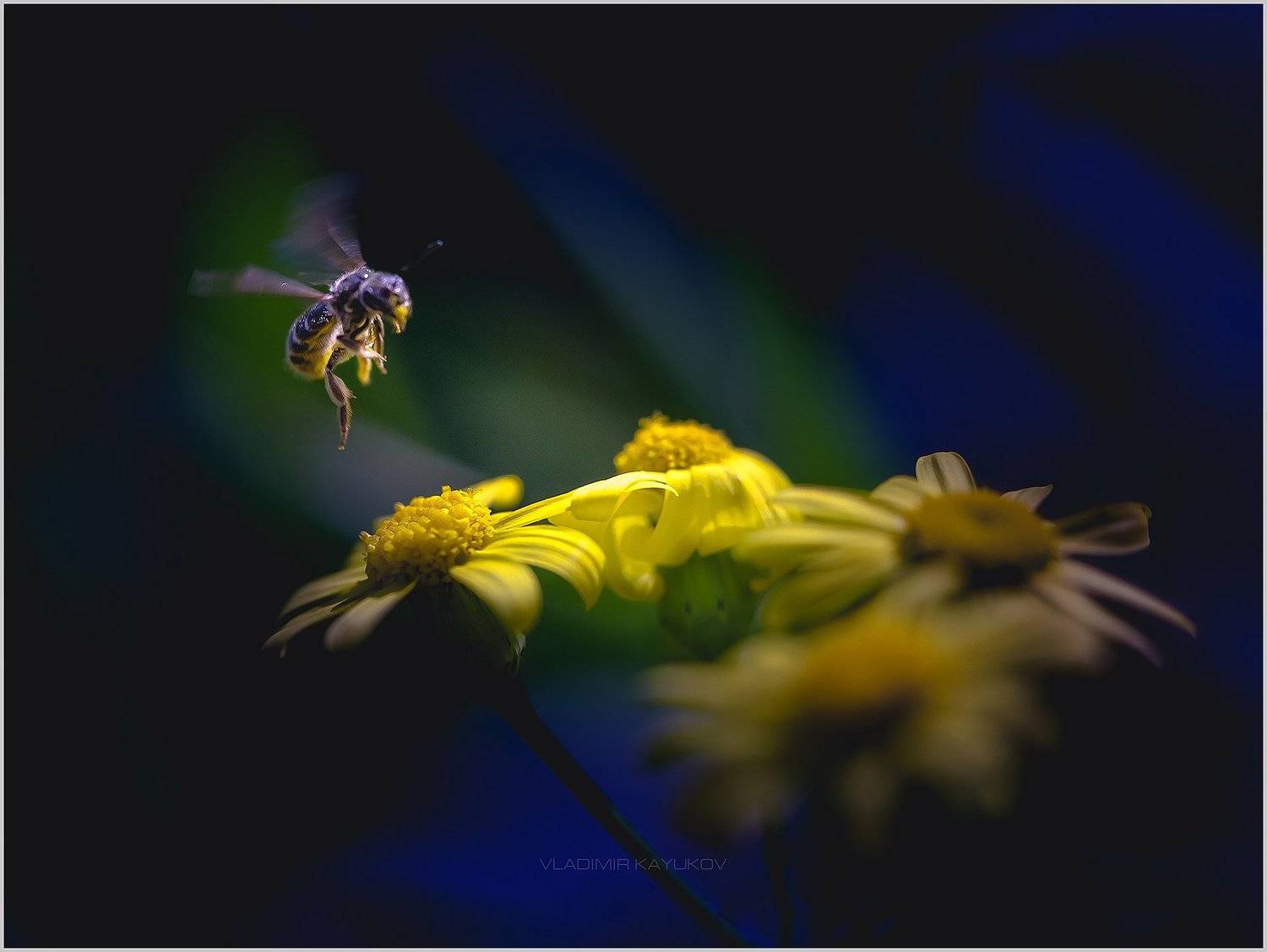 , Владимир Каюков